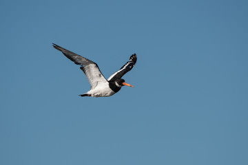 Eurasian Oystercatcher, Haematopus ostralegus