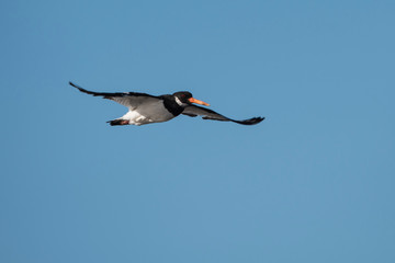 Eurasian Oystercatcher, Haematopus ostralegus