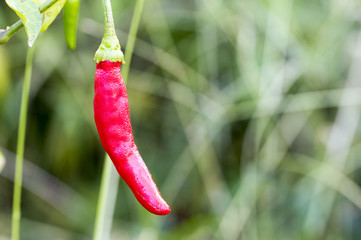 chilli