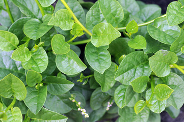 Malabar spinach