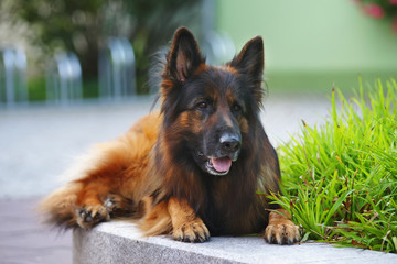 Long-haired German Shepherd dog lying outdoors in the park at summertime