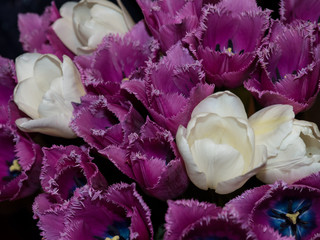 White and purple tulips