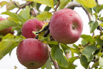 Apples Hanging on Bush