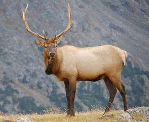 Naklejka na ściany i meble Bull Elk, Rocky Mountain National Park