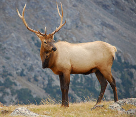 Naklejka na ściany i meble Bull Elk, Rocky Mountain National Park