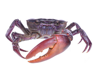 Crab (Field crab) Isolated on white background