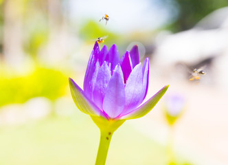 Lotus flower in pond