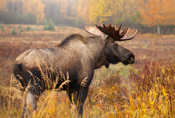 Moose Bull, Alaska, USA.  standing in a fall colour meadow