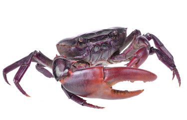 Crab (Field crab) Isolated on white background