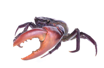 Crab (Field crab) Isolated on white background