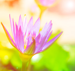 Lotus flower in pond