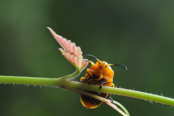 Beetle in Southeast Asia.