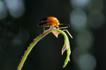 Beetle in Southeast Asia.
