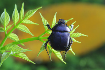 Purple Beetle in Southeast Asia. © apisitwilaijit29