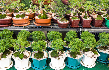 bonsai in the flower market