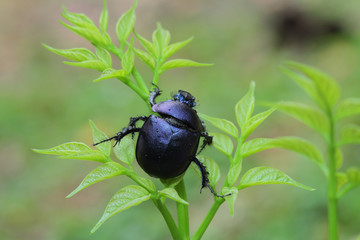 Purple Beetle in Southeast Asia.