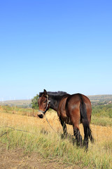 The grasslands of a horse in the autumn