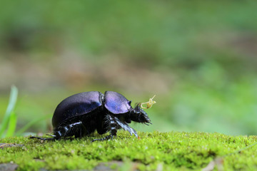 Purple Beetle in Southeast Asia.