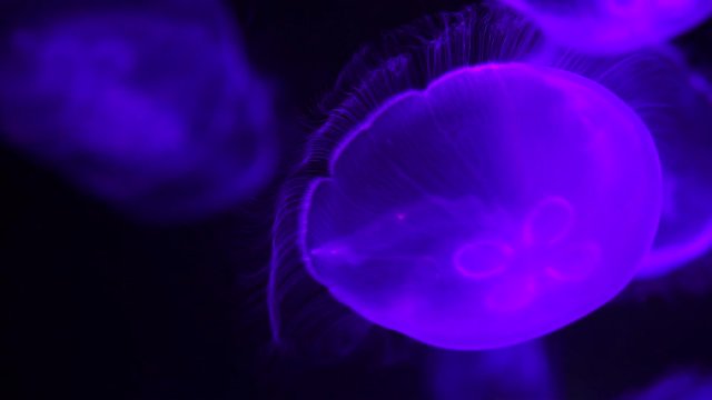 Moon jellyfish floating slow and beautiful in deep ocean water
