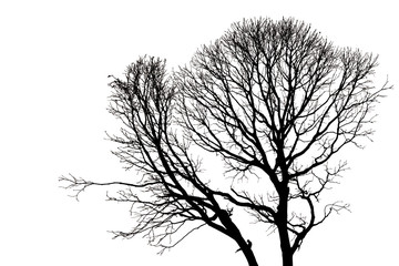 silhouettes of Dead Tree without Leaves