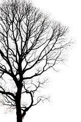 silhouettes of Dead Tree without Leaves