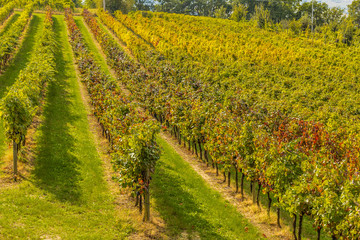 Fototapeta na wymiar landscape of vineyards in Autumn