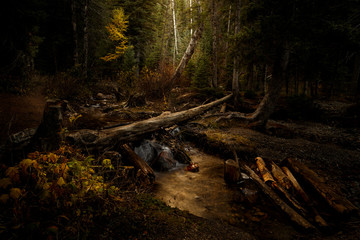 Magic Forest