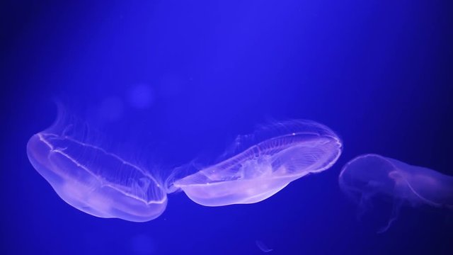 Moon jellyfish floating slow and beautiful in deep ocean water