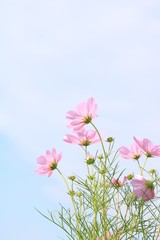 Obraz premium 後ろ姿のコスモスと秋空