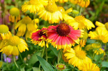 Orange and yellow coneflowers