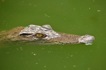 Obraz premium Crocodile