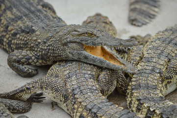 Naklejka premium Crocodile