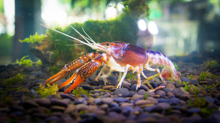 Close up crayfish in aquariums