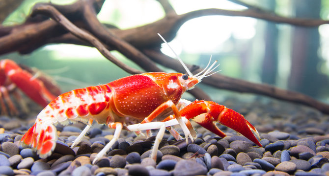 Close up crayfish in aquariums