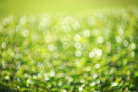 natural green blurred background with bokeh effect