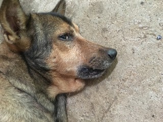 Thailand's domesticated dogs only