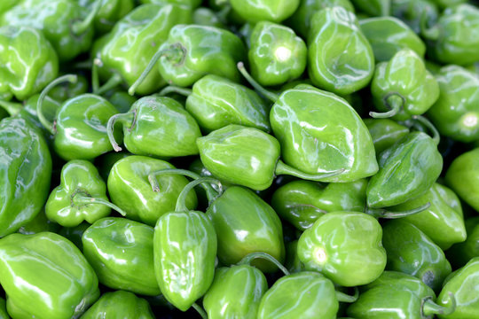 Green habanero 2024