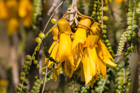 yellow kowhai tree flowers in bloom
