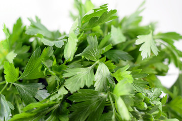 Bundle of fresh Italian parsley