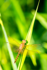 closeup dragonfly on leaf
