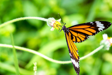 Closeup butterfly on flower