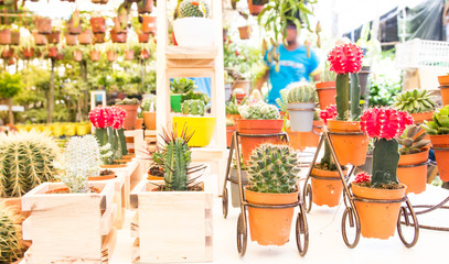 Fototapeta na wymiar cactuses of various in the flower market