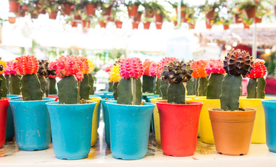 cactuses of various  in the flower market