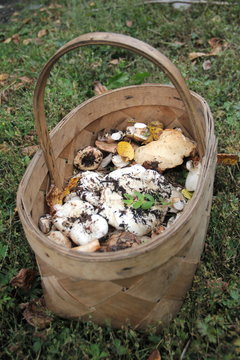 The Wicker basket of wild mushrooms standing on the grass in the woods