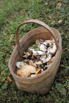 The Wicker basket of wild mushrooms standing on the grass in the woods