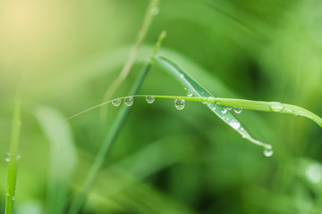 Dew drops on  green grass leaf background
