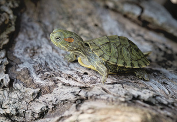 The little red eared slider turtle