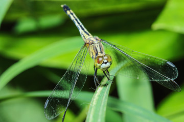 Dragonfly Tigers on green grass leaves  close up