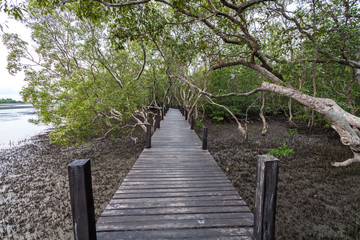 Fototapeta na wymiar Wooden bridge at Tung Prong Thong,Golden Mangrove Field,Pra Sae,Rayong Province.Thailand