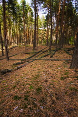 coniferous forest landscape